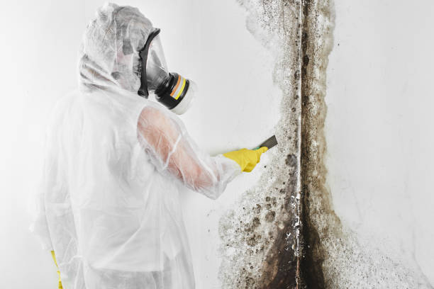 Trusted Chico, TX Mold Removal Experts